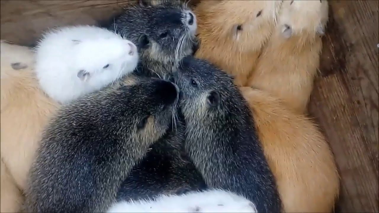 Формування 2 сімей нутрій. Відсадження та об*єднання молодняка.