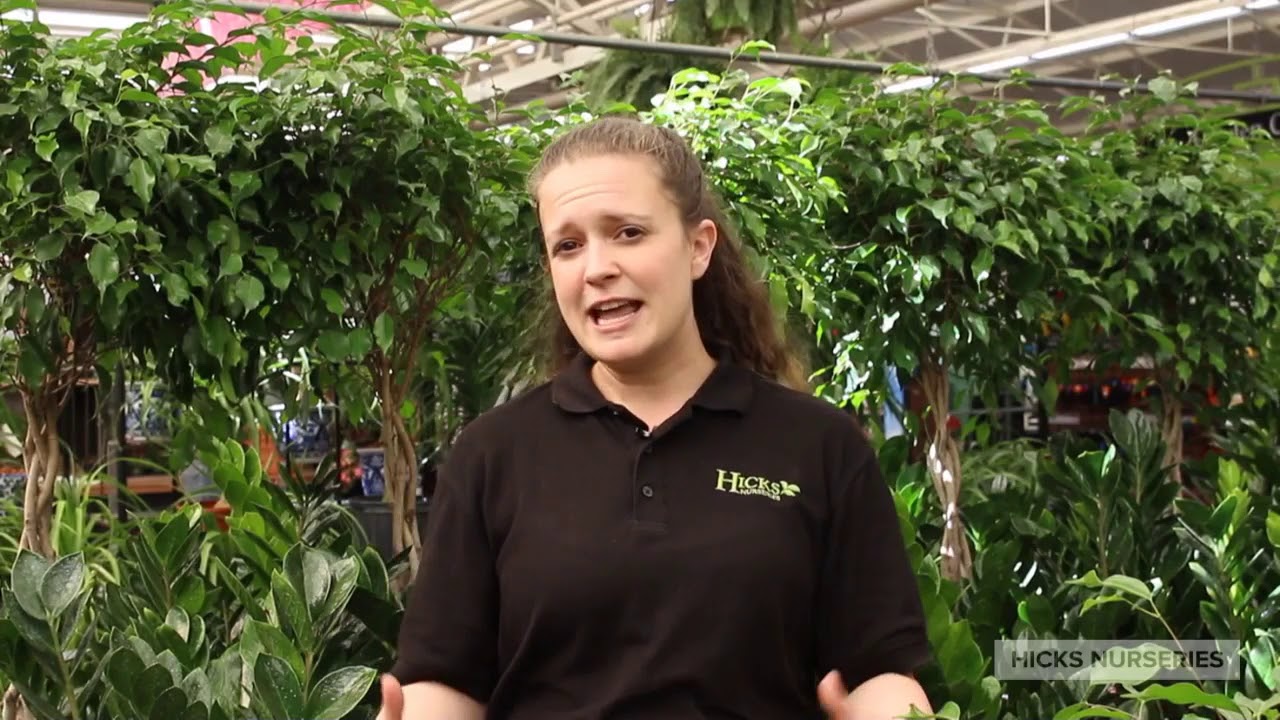 Houseplants for Your Home Available at Hicks Nurseries