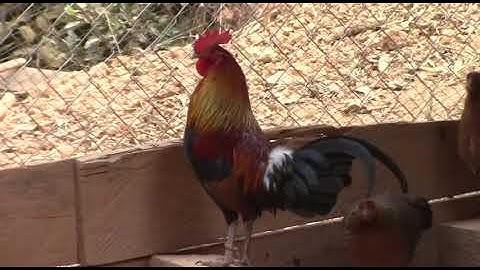 kuv 3 tug ntsuag lau qaib qus pom 3 qua zoo kawg li 14/2/2020