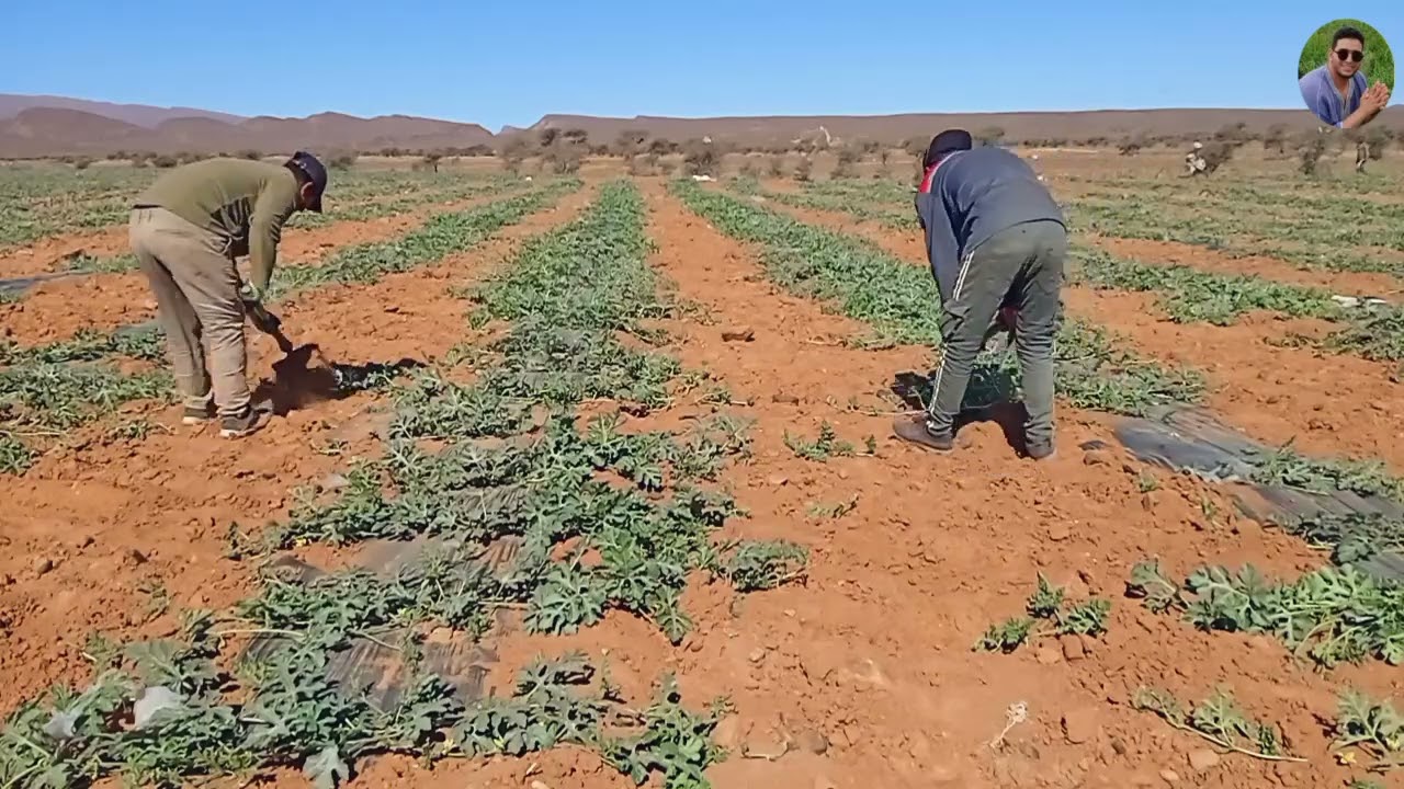 المرحلة الثانية من زراعة البطيخ الاحمر 🍉