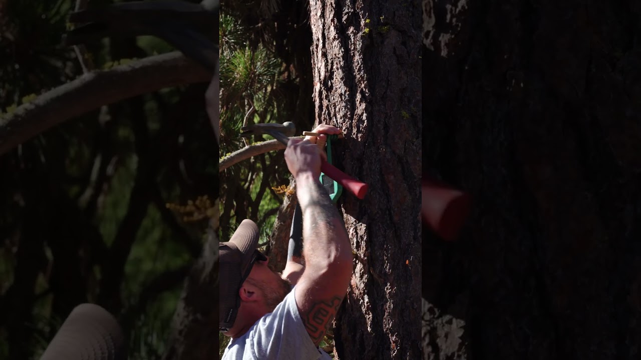 Installing the latest in wildfire protection: a Dryad Silvanet sensor!