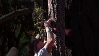 Installing the latest in wildfire protection: a Dryad Silvanet sensor!