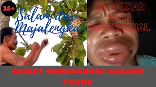 AKIBAT SENGATAN TAWON | SALAM DARI MAJALENGKA