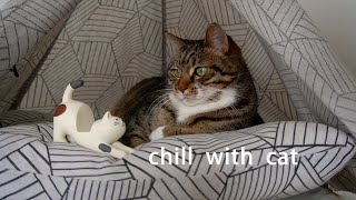 Cat & Little Cat~ Chill | Lofi | Beats | Relax | Calm | Study | Work | Sleep
