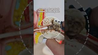 This brings a subtle calm.😁😘#asmr #earcleaning #earwax #loyker #foryou #tool#relaxing #fyp #gift