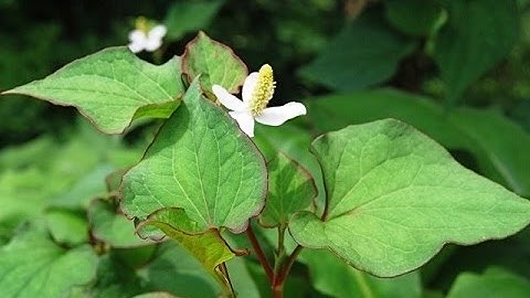 Tin Nhanh - Những bài thuốc tuyệt vời từ rau diếp cá