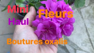 Haul plantes fleuries 🌻🌷🌺🌸🌹  ( boutures d oxalis).   #bouture #haul #flowers