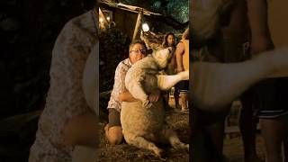 He wanted more than just to save that one sheep.😂