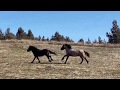 Wild Rescued mustangs reunite with family