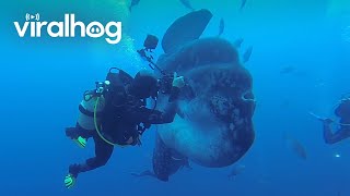 Divers dwarfed by an enormous sunfish(Occurred September 26, 2013 / Ilha de Santa Maria, Açores, Portugal This rare footage of a gigantic sunfish was captured on film by photographer Miguel ..., 2015-10-12T01:20:41.000Z)