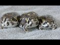 サザエさん！？カエルの家🏠 House of a rain frog