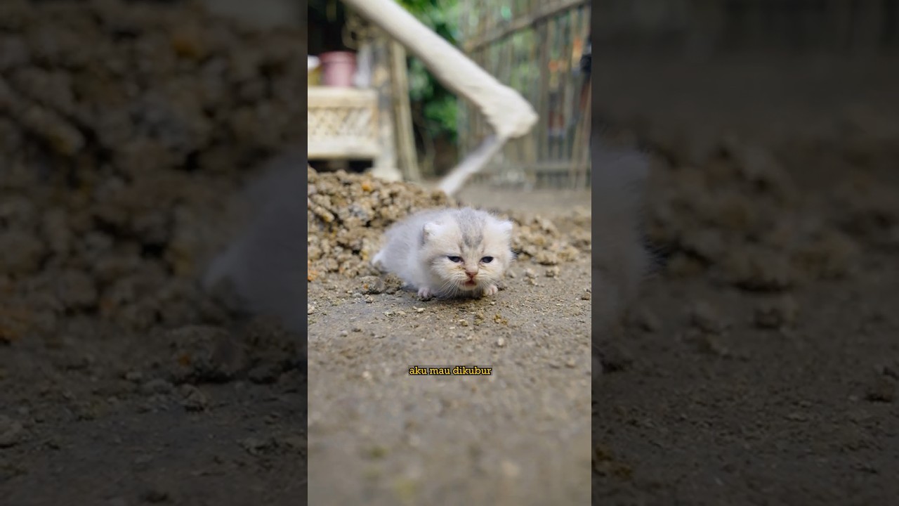 Bapak Mau Kubur Anak Kucing Yang Sedih #ceritamarvin