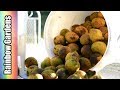 BLACK WALNUTS: How to Harvest, Clean, and Crack Walnuts, Share Your  Food Memories