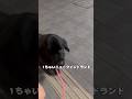 サプライズで迎え行くジョーカーのVlog #21歳キャバ嬢 #ニューファンドランド #大型犬のいる生活