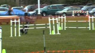 Ruby and Kaityn USDAA NE Regional Starter Jumpers