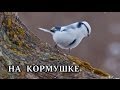 На кормушке / feeding russian birds