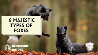 Beyond the Ordinary: 8 Fascinating Types of Foxes in the Vulpes Genus