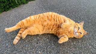港の茶トラ猫、怖がって逃げたと思ったら急にデレデレ甘えてきた