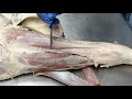 Equine thoracic limb muscles  nerves