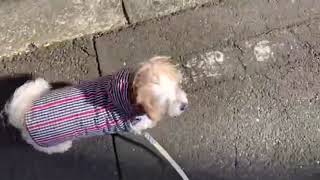 【15歳老犬】陽の光を浴びるとびっくりする【てんかん？チック？】
