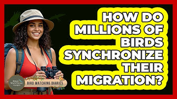 How Do Millions Of Birds Synchronize Their Migration? - Bird Watching Diaries