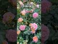 Part⑦【満開】爆咲き中🌹#short