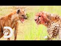 Cheetah Cub Defends Its Starving Family from a Vicious Hyena | Big Cat Tales