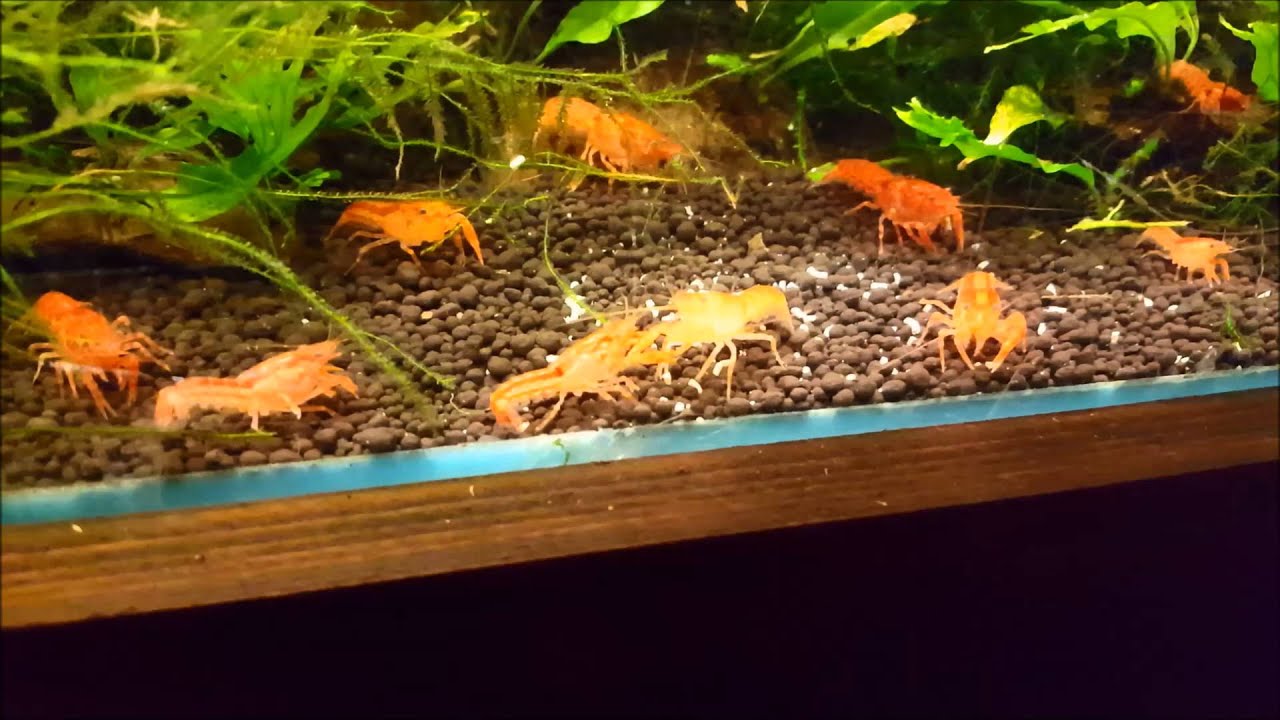 Cambarellus Patzcuarensis Orange CPO