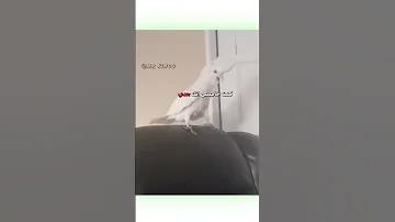 الببغاء انهبل دبلجة مضحكة ضحك اكسبلور السعودية My Kingo كوميديا دوبلاج ببغاء Funny 