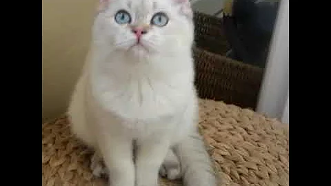 Watch the video about British Shorthair Golden point♥️ Podushkacattery