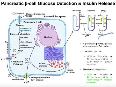 Video: Welke cellen scheiden insuline af?