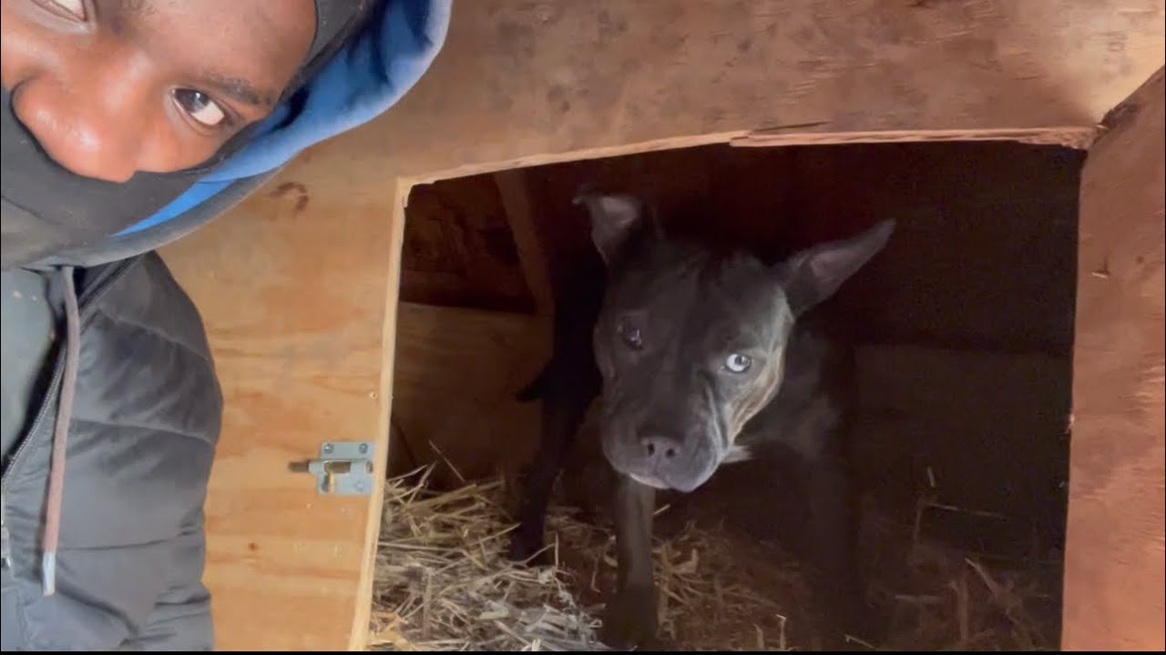 Building A Welping Box For Pregnant Dog🤰🏽 Do She Likes It? ⁉️ YouTube