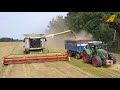 Grasernte 2020 - einjähriges Weidelgras Vermehrung in der Landwirtschaft - grass harvest in germany