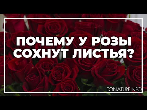 Почему у розы сохнут листья? | toNature.Info