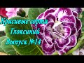 Цветущие сорта Глоксиний(Выпуск №14)