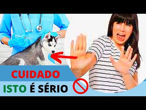 Vídeo: A verdade sobre vacinações do cão