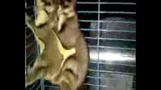 Artis Igo Indo Smu 3 Baru