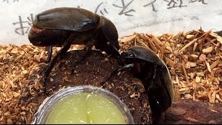 【昆虫観察】カブトムシ♀の喧嘩