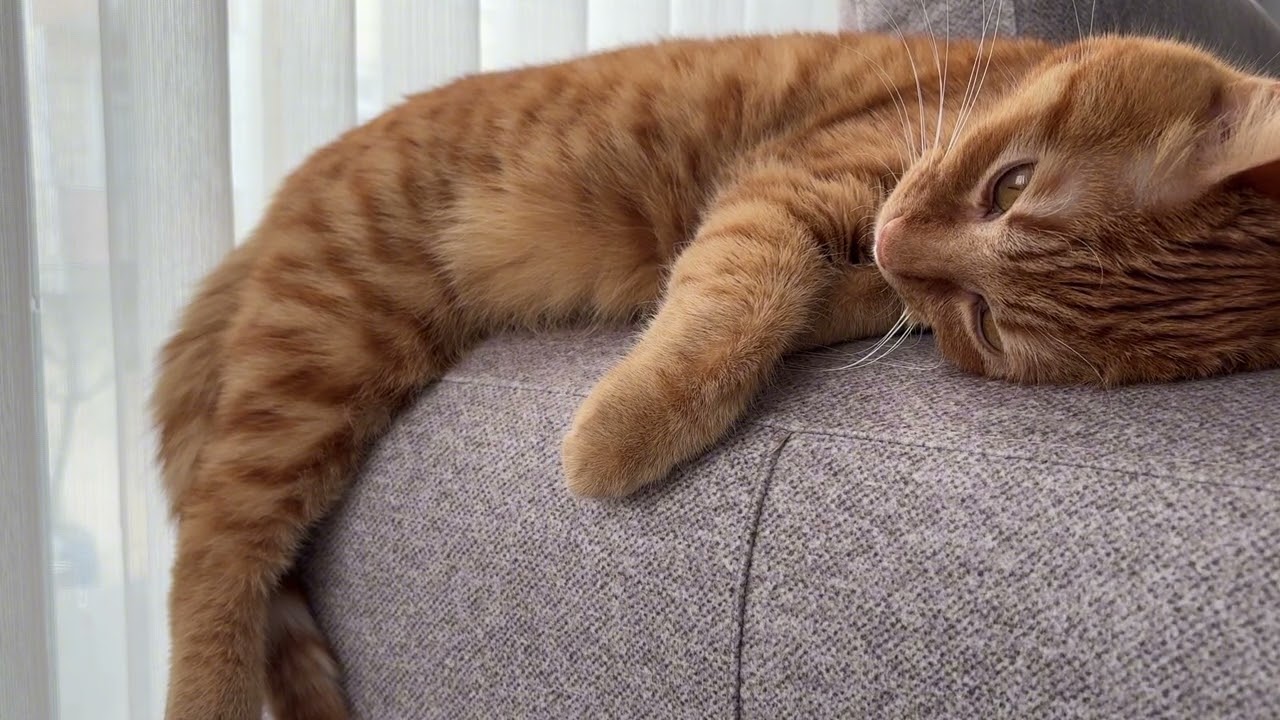 5 Dakikalık Kedi Meditasyonu | Cat Purring Meditation 🐾