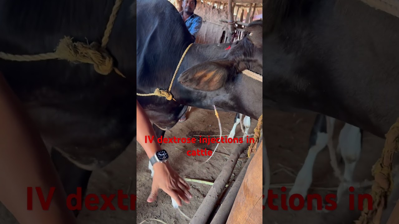 Dextrose iv injections in cattle 