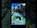Coral Reefs Hide A Molecular Library. #shorts