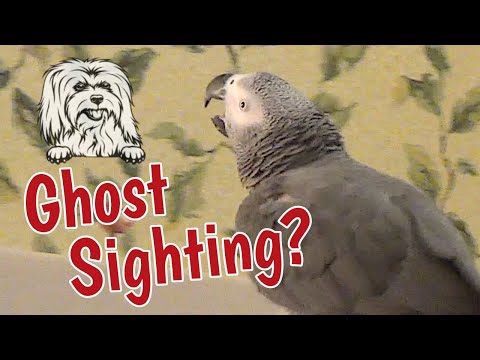 Ghost Sighting of Augie? 👀