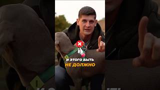 Правильная и НЕправильная шлейка 🎬 Как научиться их отличать?