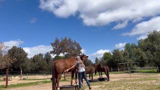 Grooming my horses at Liberty on pedestals!