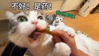 犟種貓什麼樣？給別貓開小灶不行，是藥也不行！