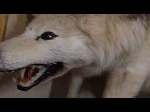 オオカミ 剥製 ハクセイ迫力ありますねー。wolf