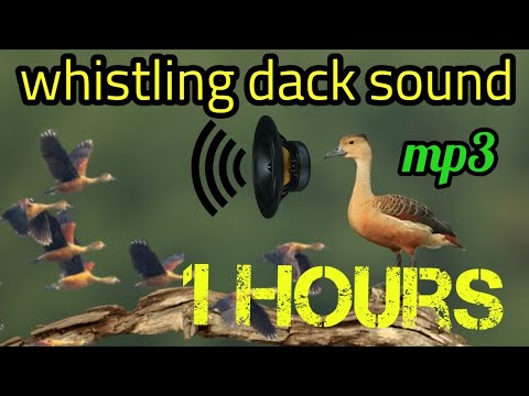 whistling dack call/sound /বালি হাসের ডাক/শরালী পাখির ডাক