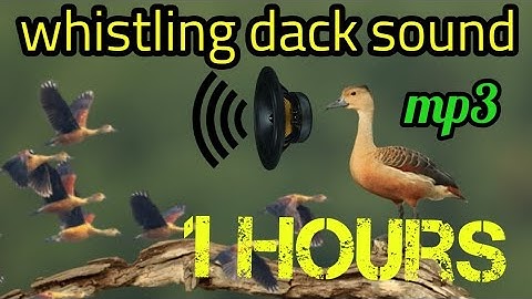 whistling dack call/sound /বালি হাসের ডাক/শরালী পাখির ডাক