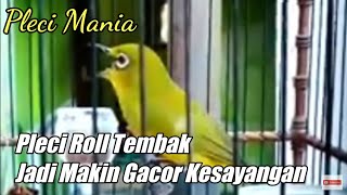 Masteran Pleci Pemula Auto Nyautt dan bikin kesayangan makin tambah Gacor!!!