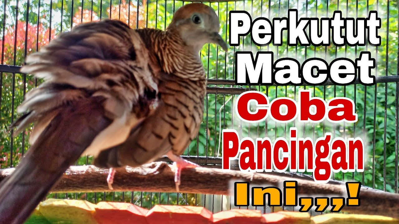 Perkutut Lokal Gacor Macet Coba Dengan Pancingan Ini